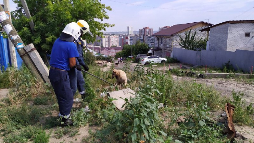 Саратовские спасатели вытащили собаку из открытого колодца
