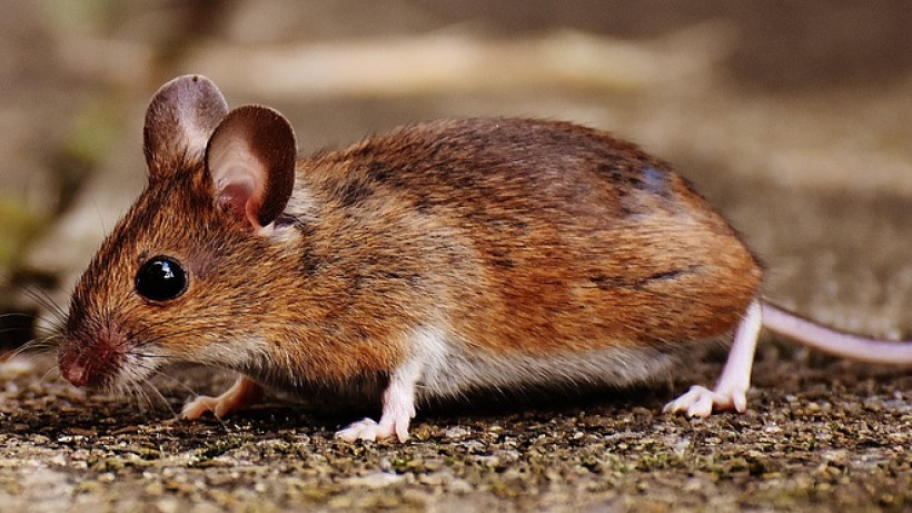 С мая мышиной лихорадкой заразились 1,3 тысячи саратовцев