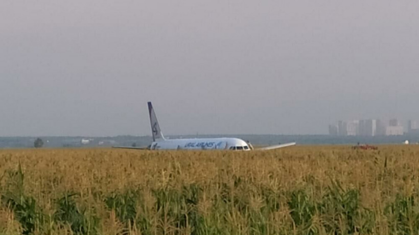 Из-за столкновения с птицами самолет «Уральских авиалиний» сел на кукурузное поле