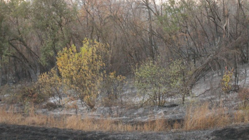 Саратовское минприроды: Площадь лесных пожаров за год снизилась в шесть раз
