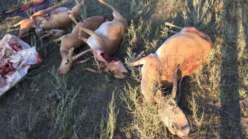 В Саратовской области пограничники задержали двух браконьеров с тушами краснокнижных сайгаков