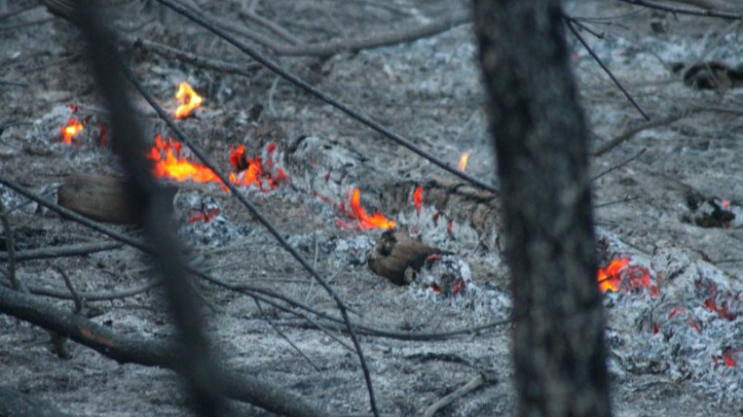 В Татищевском районе горели три гектара дубового леса