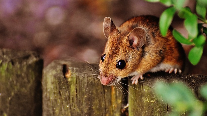 В Саратовской области продолжает расти число заболевших мышиной лихорадкой жителей