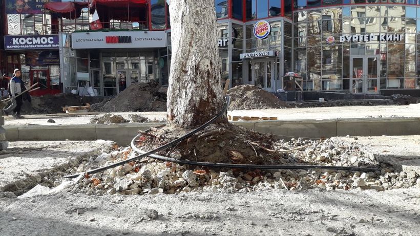 Эколог: Оставшиеся на проспекте Кирова деревья могут погибнуть от травм корней