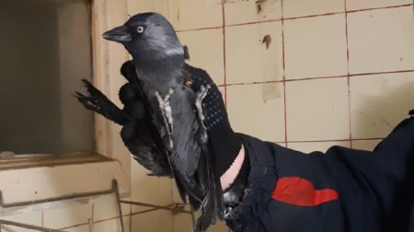 Вместо огромного паука в вытяжке саратовские спасатели обнаружили галчонка