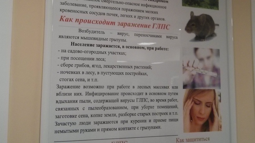 Мышиная лихорадка. В саратовских больницах продолжает лечение 51 пациент
