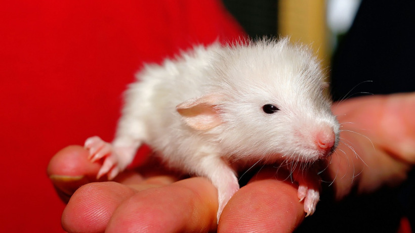 Среди саратовцев обнаружен двукратный рост спроса на крыс