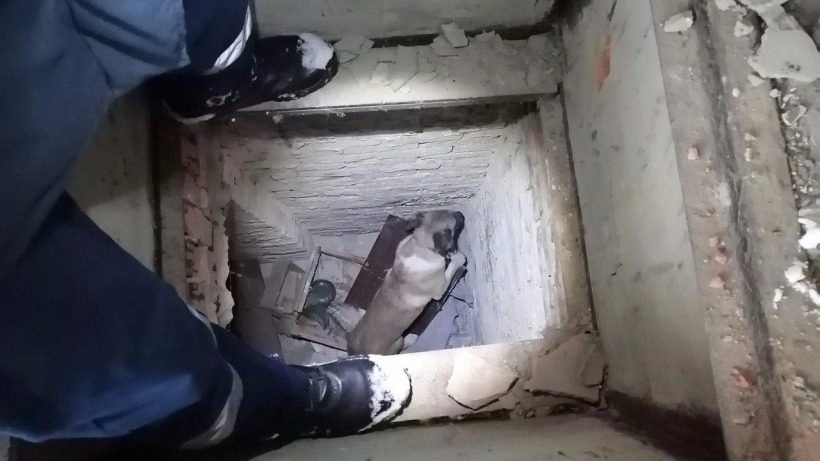 В Саратове сотрудники Горспаса помогли хозяйке вызволить собаку из заброшенного погреба 