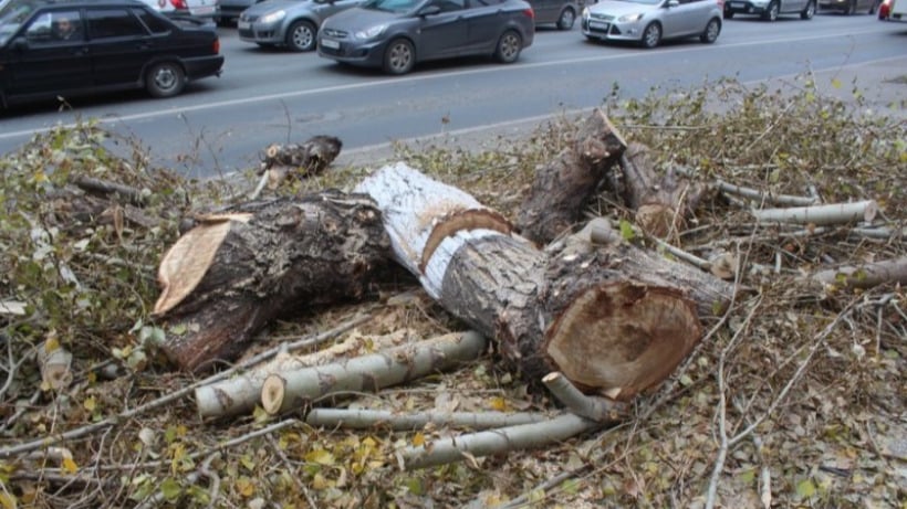 Исаев получил прокурорское представление за вырубку деревьев в Саратове