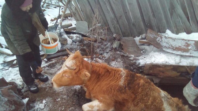 Аткарские спасатели помогли быку выбраться из погреба