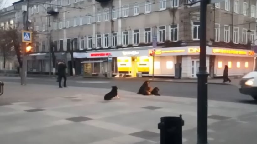 Чиновники о бродячих собаках на проспекте Кирова: На их отлов нет денег