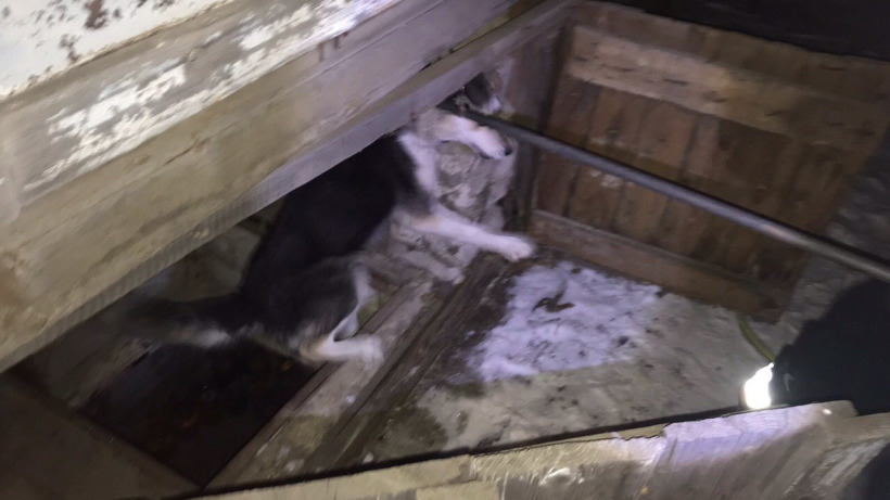 В Саратове бездомная собака провалилась в погреб и не пускала людей за картошкой  
