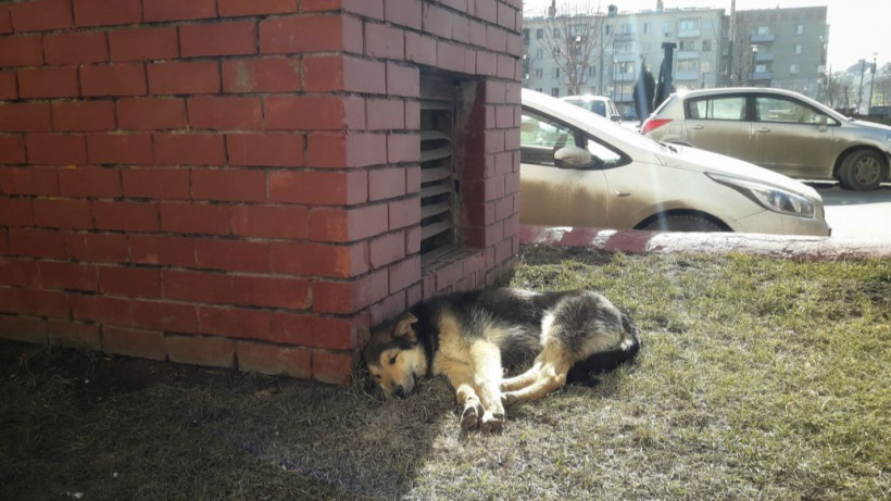 Зоозащитники: В Балашовском авиационном училище военные расстреляли собак