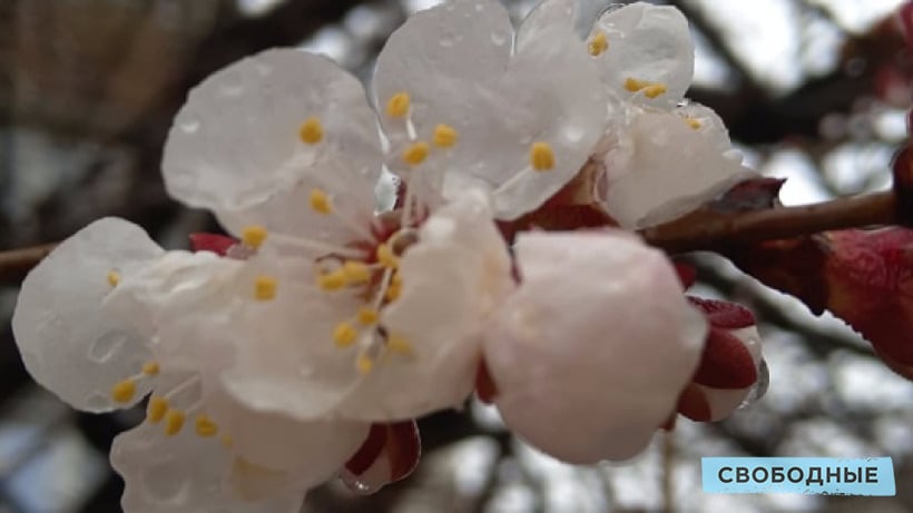 В Саратове цветущие абрикосы завалило снегом. Метель накрыла всю область 