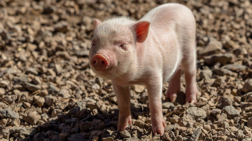 Из-за больного чумой поросенка в Узморье истребят свиней