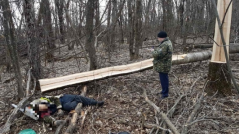 Под Ртищевом рабочий повалил семиметровое дерево себе на голову и погиб