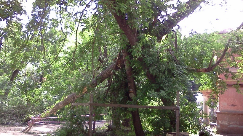 Саратовский чиновник о вырубке насаждений: «Многие деревья нарушают установленные нормативы»