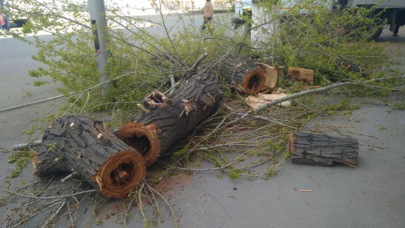 В администрации Саратова утверждают, что спиливают только старые деревья