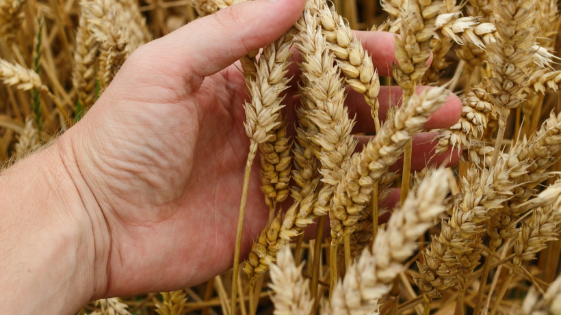 В саратовском минсельхозе отчитались об экспорте 272 тысяч тонн зерна с начала года 