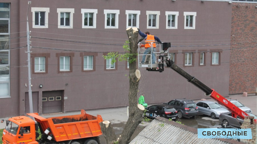 В центре Саратова продолжают спиливать здоровые деревья