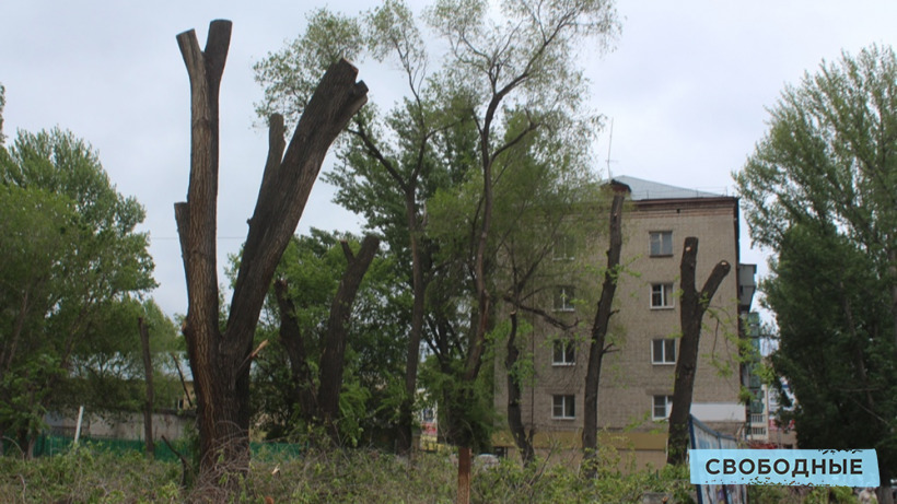 Вырубка деревьев. В Саратове дровосек пообещал «разбить лицо» активисту 