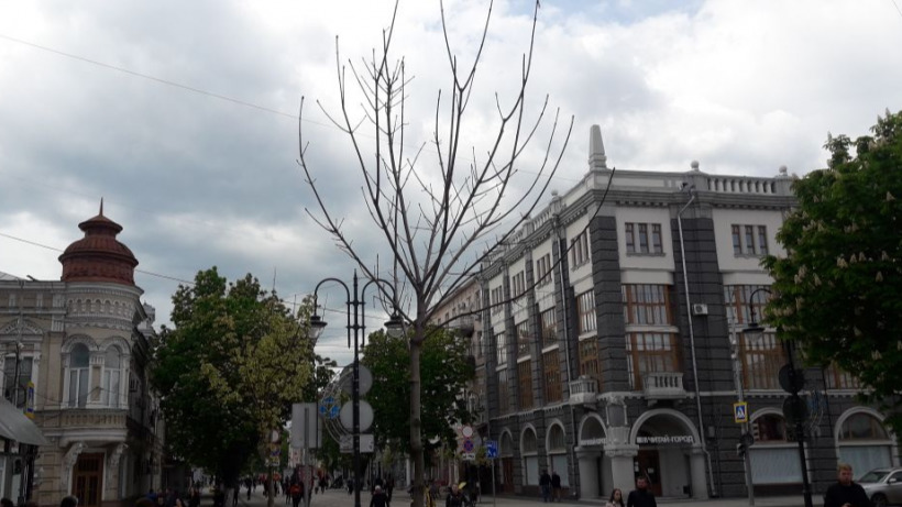 На проспекте Кирова в Саратове после реконструкции засохли 17 деревьев