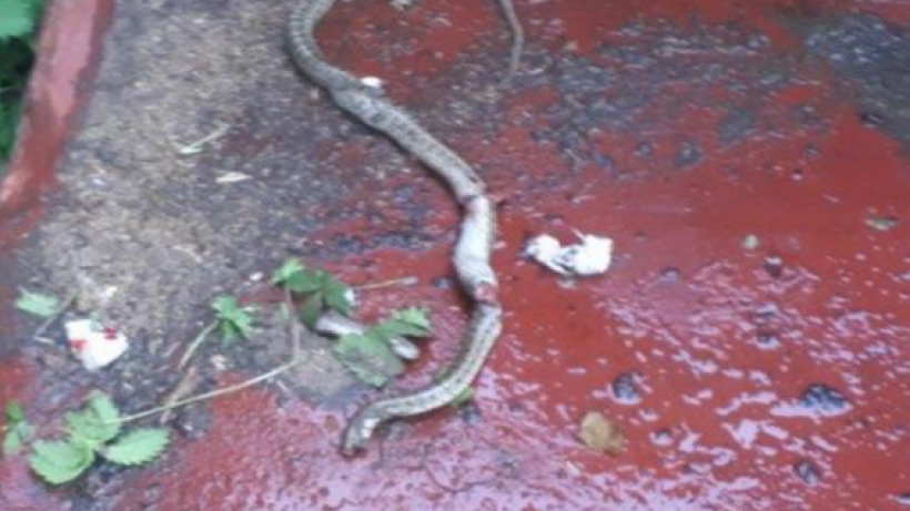В Саратовской области змея заползла в дом с детьми. Ее убили спасатели 