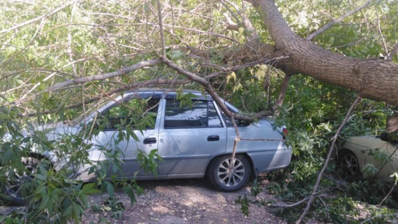 Упавшее дерево придавило два автомобиля в Саратове