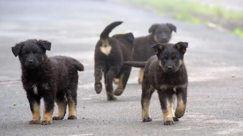 Мэрия Саратова объявила аукцион на отлов бездомных собак