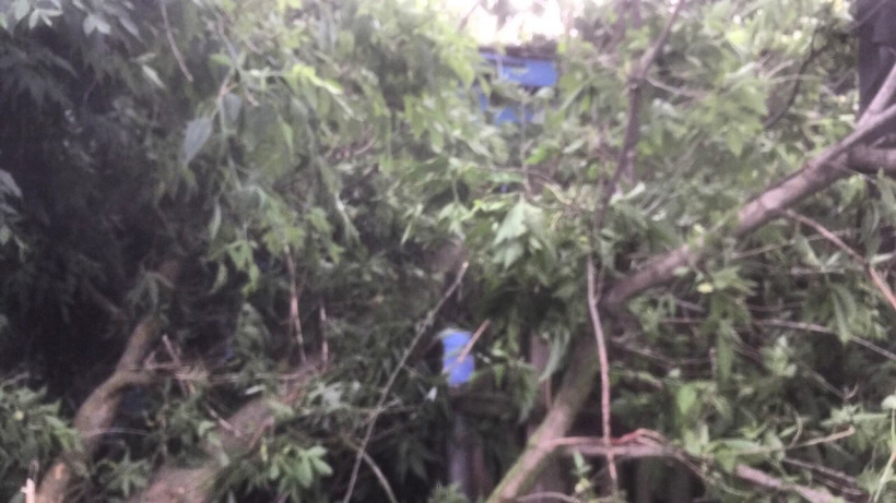 Упавшее дерево пленило в доме жительницу Ртищева с двумя детьми