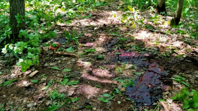 В Хвалынском национальном парке грибники встретили, убили и разделали лося 