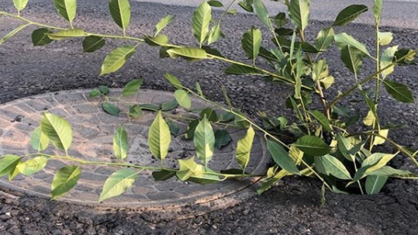 Блогер: Вместо качественного ремонта на энгельсской дороге «посадили дерево»