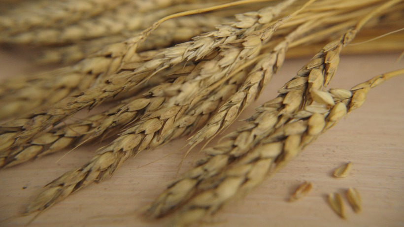 В России ожидается плохой урожай зерна и рост цен на пшеницу