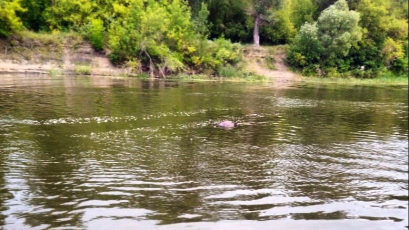 На пляже в Балашовском районе нашли тело мужчины  