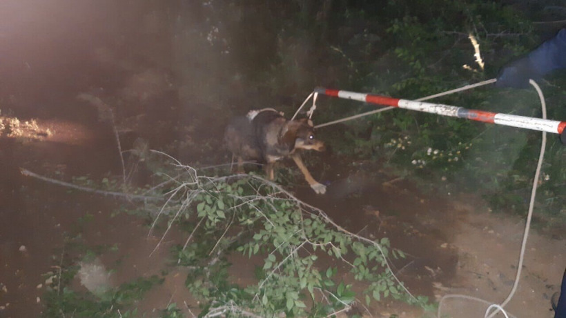 В Балакове спасатели удавкой достали собаку из коммунального колодца  