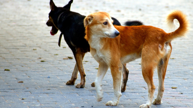 Отловом бродячих собак в Саратове будет заниматься МБУ «Дорстрой»
