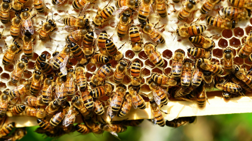 В Саратовской области снова массово гибнут пчелы