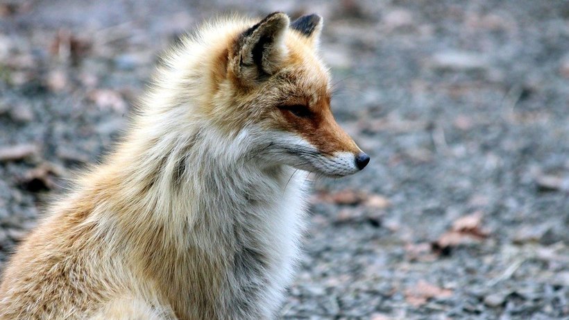 Саратовским охотникам разрешили убить более четырех тысяч лисиц 