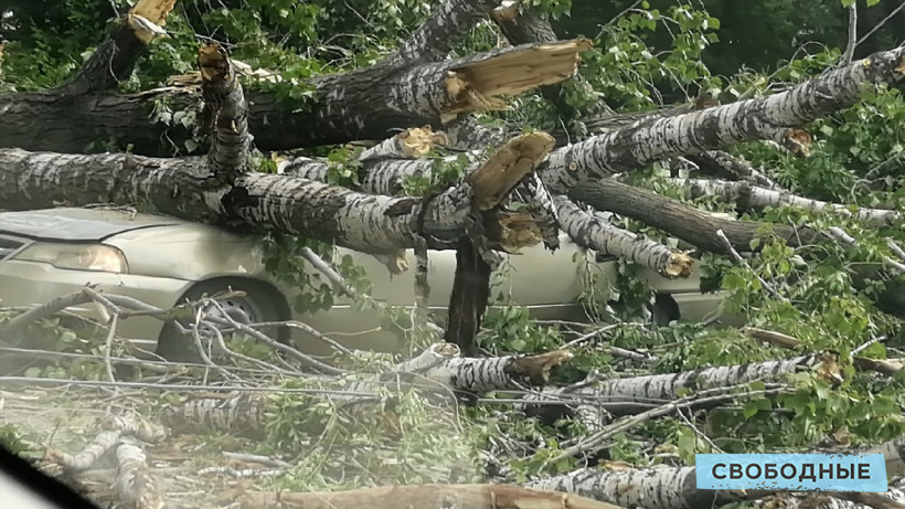 В Саратове дерево рухнуло на машину и контактную сеть трамвая