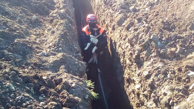 В Аткарске спасатели помогли выбраться из траншеи зажатой трубой собаке  