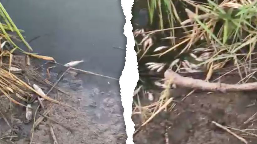 Очевидцы: По берегу Большого Карамана плавает мертвая рыба 