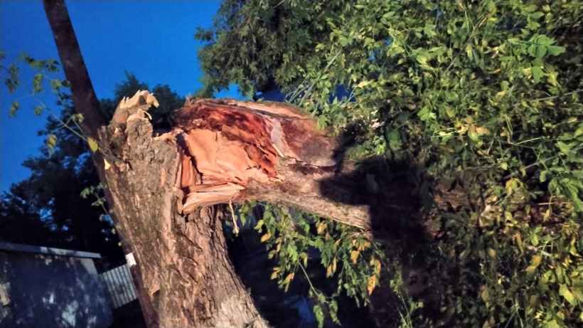 В Ртищеве на девочку упало дерево. Следователи организовали проверку  