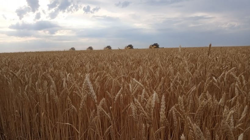 В Саратовской области собрали миллион тонн зерна 