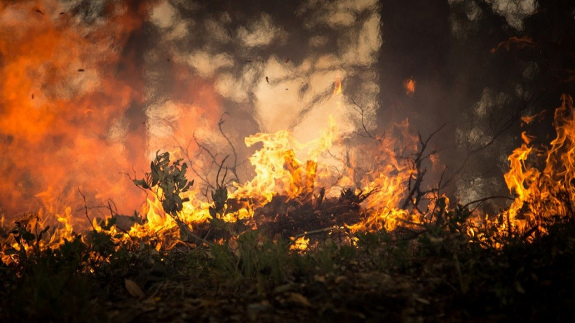 МЧС: В Саратовской области сохраняется желтый уровень опасности из-за угрозы лесных пожаров