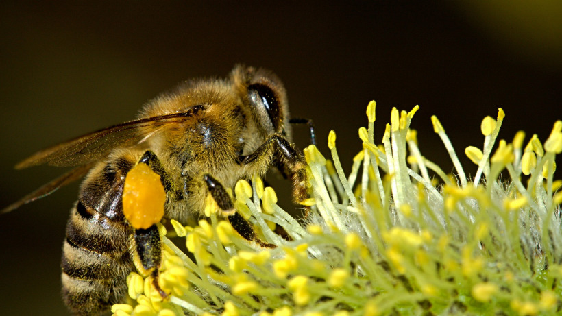 Россельхознадзор подтвердил гибель пчел в Саратовской области из-за агрохимикатов