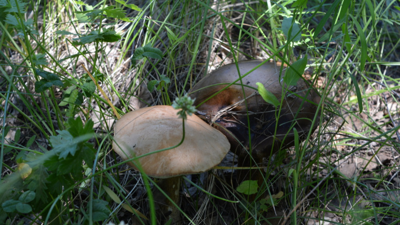 C начала года пять жителей Саратовской области отравились грибами