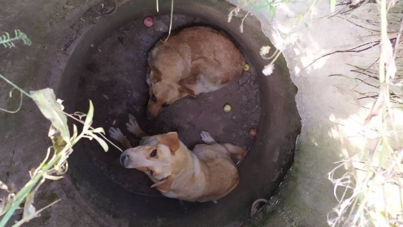Балаковские спасатели удавкой достали двух собак из коммунального колодца 