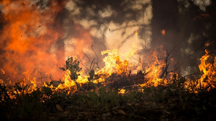 В Красноармейском районе сутки горят 60 гектаров леса