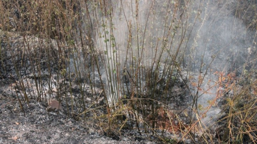 Площадь лесного пожара под Саратовом выросла до 90 гектаров