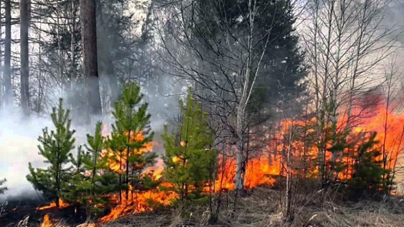 В Саратовской области снова горит лес на площади сто гектаров